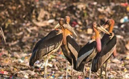 在印度吃垃圾的巨型怪鳥，到中國成保護動物？為啥保護這種鳥？