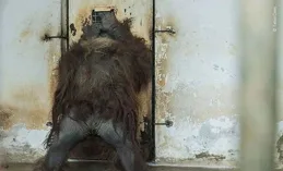 雄性象海豹展示了非同尋常的父親關懷之舉