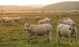 為什麽進口牛肉反而比國產牛肉更便宜？
