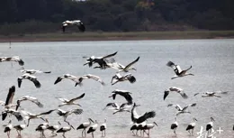 海豐濕地迎來國寶鳥類！217只黑白雙鸛「同框」齊聚