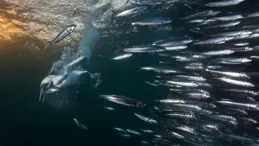 鯊魚被魚群龍卷風困住，也許正好美餐一頓