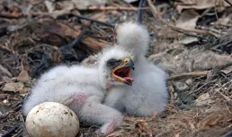 大連蛇島有多「詭異」？老鷹來了抓不到蛇，老鼠卻把毒蛇當口糧？