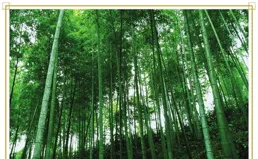 20年磨一富貴，女子家養竹高過樓！看她如何成就穿雲破霧的奇跡！