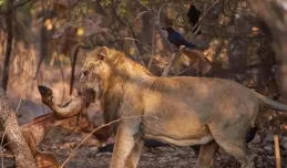 獅子為何不吃大猩猩，難道真的打不過？大猩猩戰鬥力到底有多強？