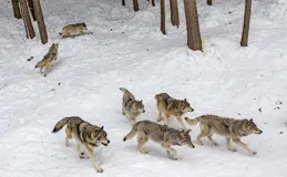 「狼狽為奸」中的狽，到底是什麽生物？看完或許心中就有答案了