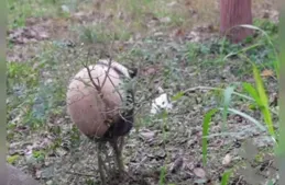 莽小五爬上「參天大樹」啦