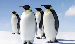 小男孩海洋館投餵企鵝時，突然跳進水池