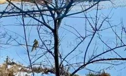 黑龍江一只赤狐中毒後被民警救，悉心照顧60多天後，放歸時它哭了