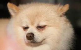 狗吐黃水是什麽原因