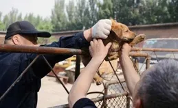 冰雕奇觀：武漢凍雨下的野生生物挑戰