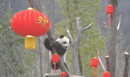 前方高萌！熊貓寶寶「龍」重登場，這個賀新春太萌了！