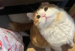 我爸上司的女兒借貓玩幾天，但是很久都不還，爸爸也不幫我要回來，那我應該怎麽辦？