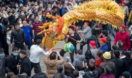 龍年食用龍飼養手冊，包教包會