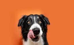 老狗食欲異常，可能隱藏哪些大病？飼主必看的4大原因及應對策略