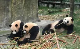 大熊貓渺渺：哪說理去，把陳園潤拉扯大還要拉扯她的崽！