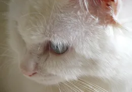 貓咪鼻子幹燥可能是生病的征兆！