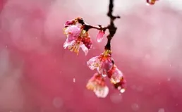 火影忍者彩漫 第二卷 第10~11篇：解決追殺敵人上岸