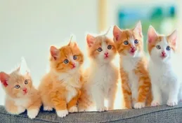 打了貓一頓，現在貓不理我了，該怎麽辦?