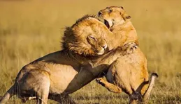 人類為什麽幾乎不食用肉食動物的肉？