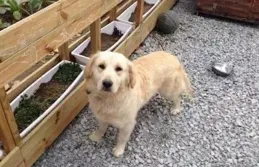 貓經常坐在院子中間，偶爾舔舔身上的毛，然後坐在那一個下午，它坐在那幹什麽？