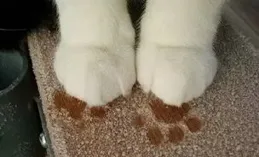 貓貓咕嚕咕嚕一直不停伸爪子縮爪爪是怎麽回事?