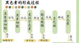 美白化妝品中的有效美白成分主要有哪些？