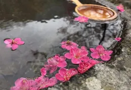 為什麽感覺有很多人都討厭詹姆·波特?