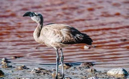 烏龍院之活寶傳奇第32冊-4