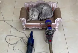 有沒有適合吸貓毛的吸塵器？