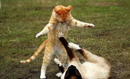 為什麽白貓在流浪貓中間地位低？