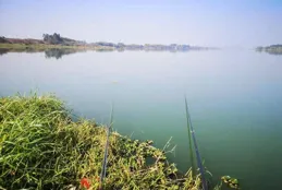 這魚馬上憋不住了成群靠岸，不用釣竿都能爆護，野釣攻略分享