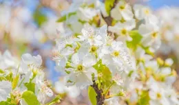 蘇軾的一首極美的梨花詩，蘊含著豐富的人生領悟，讀來令人深思