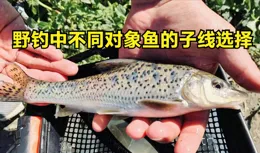 野釣十二類目標魚時如何正確選用子線，雖是小細節決定大問題