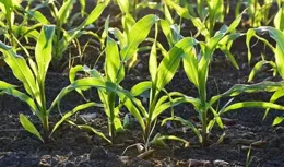 23.3億畝次！2024年農作物病蟲害或大暴發