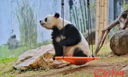 廣州動物園狂跑動物，大數據告訴你為什麽
