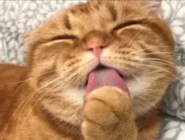 貓經常坐在院子中間，偶爾舔舔身上的毛，然後坐在那一個下午，它坐在那幹什麽？