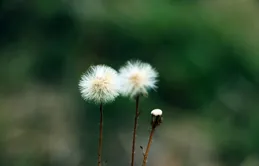 一個人能不能深交，看臉就知道，一眼識破