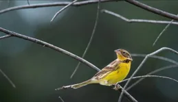 黃喉鹀之美：為何它成為鳥類界的璀璨明星？