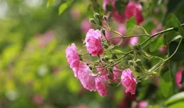 薔蜜「姊妹花」：區別不同點，種植簡約生長旺，花色艷麗美如畫