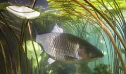 草魚開口的規律，水溫對草魚開口的影響最大