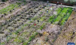 江蘇鎮江：桃花盛開引客來