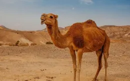 五一室友去沙漠，遇上駱駝發情