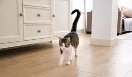 貓咪的「喜怒哀樂」全解讀：看喵星人如何用全身傳遞心情！