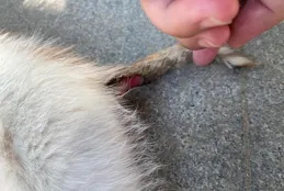 把小斷尾帶回了家