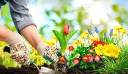 多年養多肉避坑指南，認真看完哦！