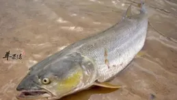 淡水魚之王、水老虎——鳡魚