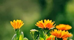 這幾大星座，本周運勢喜人，下周好運連連！