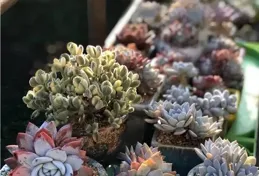 養多肉數十年，總結出6個實用小技巧，學會了養成小老樁