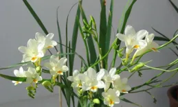 開花的香水植物——小蒼蘭