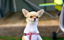 註意！這5種狗專坑新手，個個「難養」！